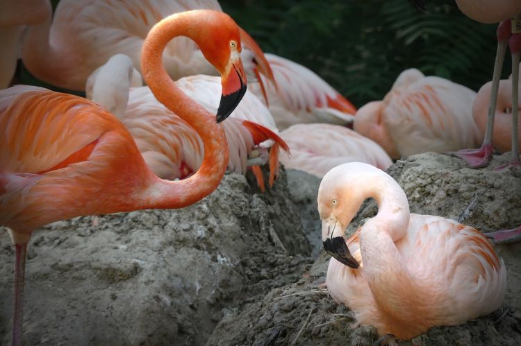 Flamingai // Nuotr. iš Denver Zoo facebook paskyros