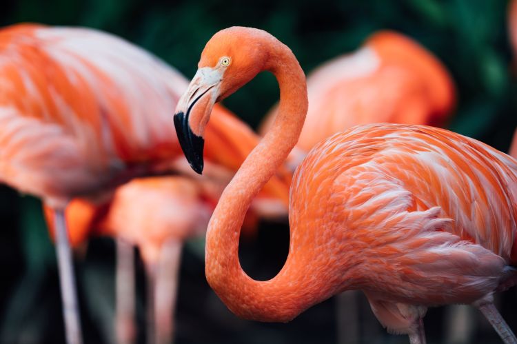 Flamingai // Nuotr. CHUTTERSNAP 