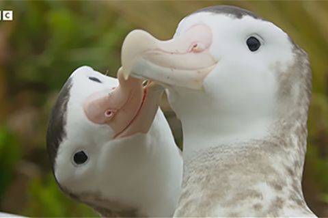 Albatrosų pora