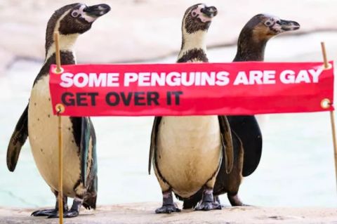 Pingvinai // Nuotr. ZSL London Zoo